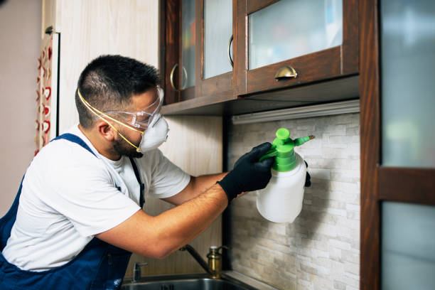 Wasp Removal Services in Evergreen Park, IL