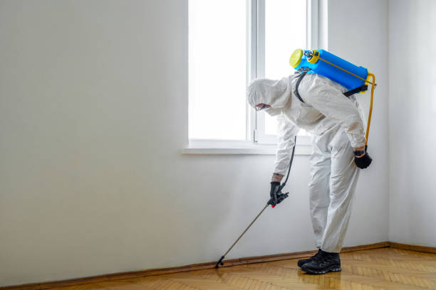 Best Termite Control Services  in Evergreen Park, IL