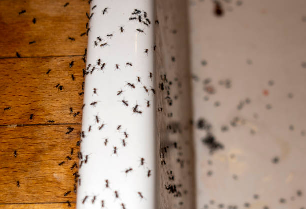 Best Bed Bug Extermination  in Evergreen Park, IL
