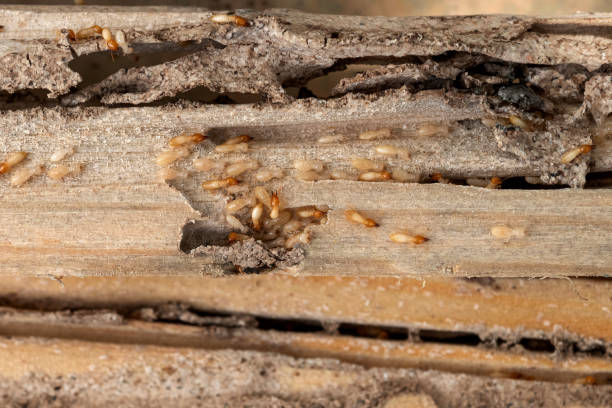 Evergreen Park, IL Pest Control Company