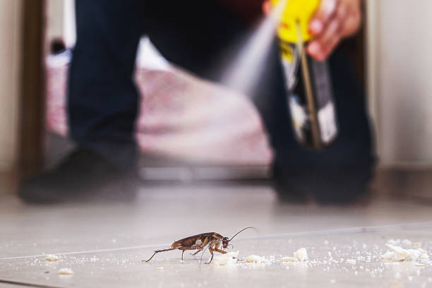 Best Local Pest Control Services  in Evergreen Park, IL
